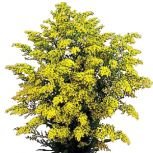 Solidago