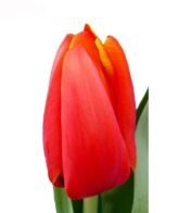 Promo 20 Tulipani Rosa - Fiori Freschi - immagine 6