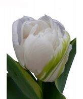 Promo 20 Tulipani Rosa - Fiori Freschi - immagine 7