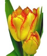 Promo 20 Tulipani Rosa - Fiori Freschi - immagine 8