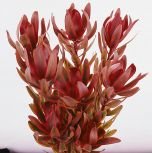 Leucadendron