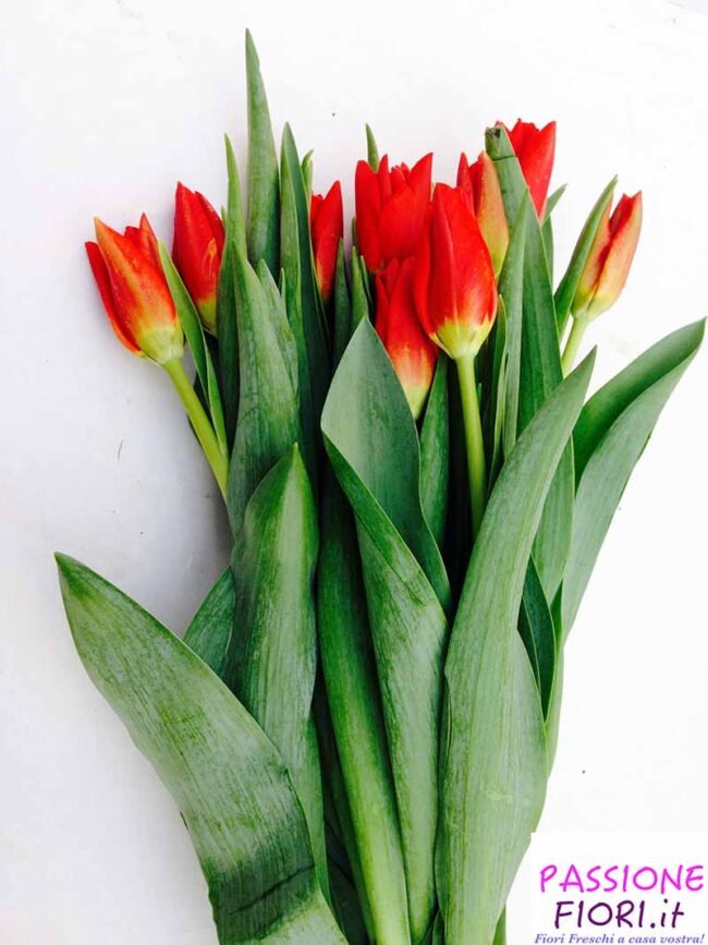 tulipani rossi