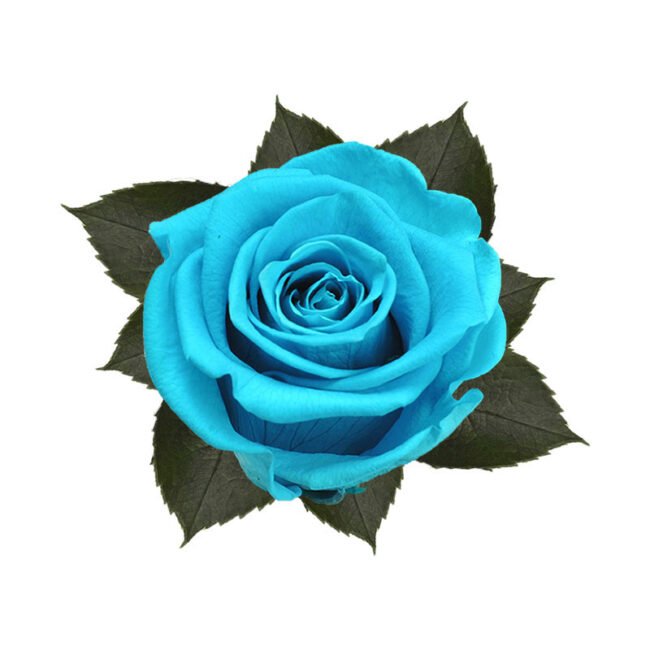 6 Rosa Stabilizzata Acquamarine