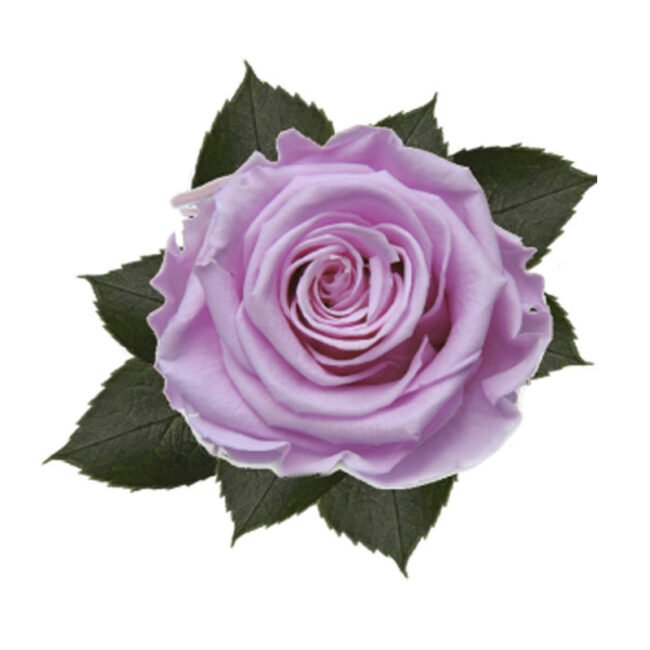6 Rosa Stabilizzata lilla Baby Lily