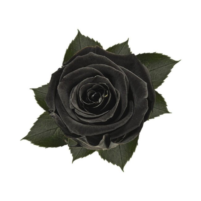 6 ROSE stabilizzate Nera Black Beauty