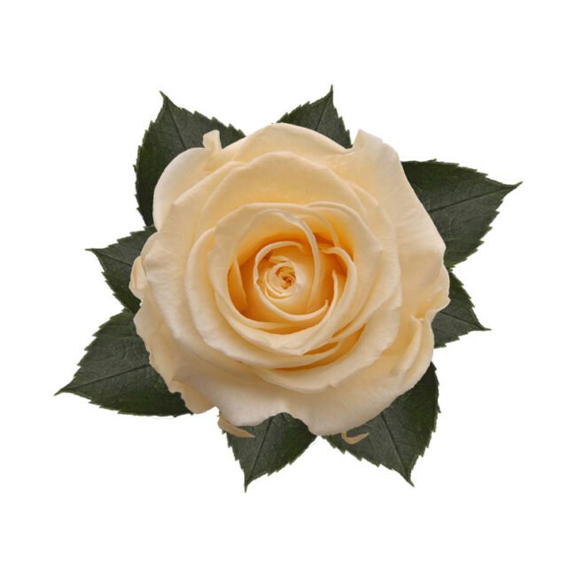 ROSE stabilizzate Champagne