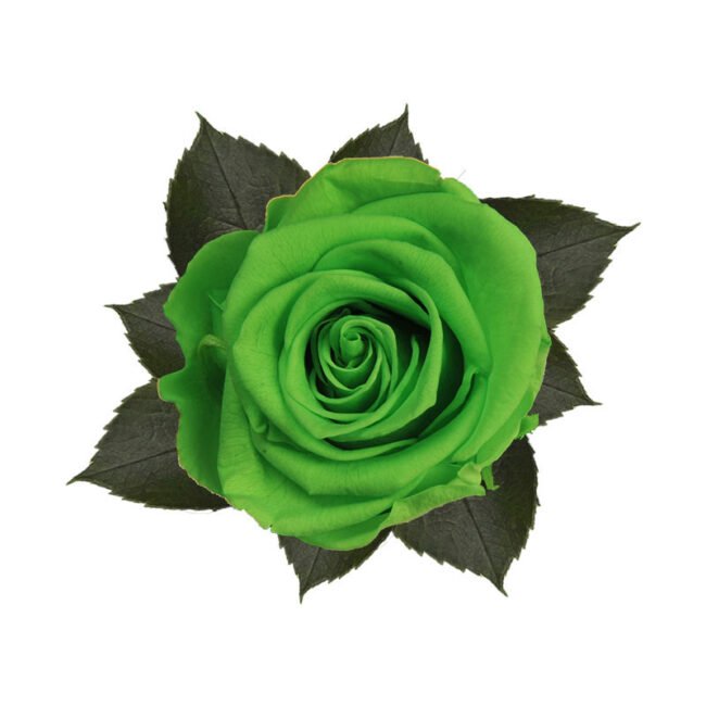 6 ROSE stabilizzate Green Glow