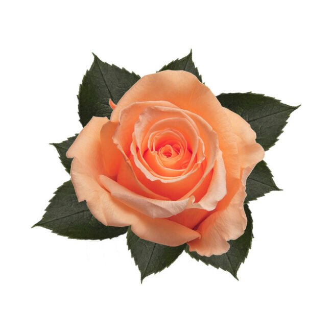 6 ROSE stabilizzate Arancione
