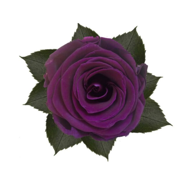 6 ROSE stabilizzate Velvet Plum