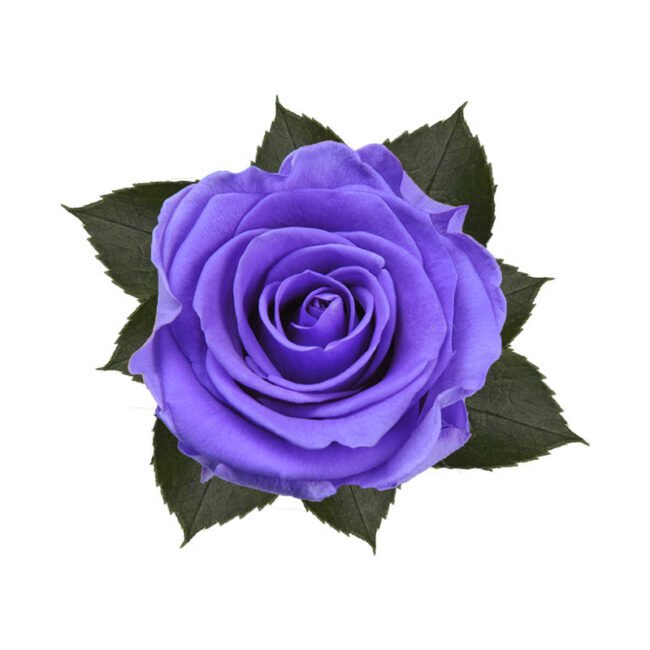 6 ROSE stabilizzate Violet Vain