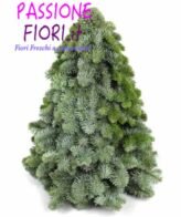 Albero Abete Normandiano Nobilis  VERO 30cm