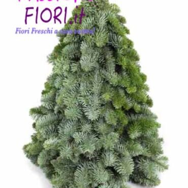 Albero Abete Normandiano Nobilis  VERO 30cm