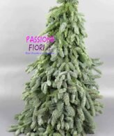 Albero Abete Normandiano Nobilis 50cm