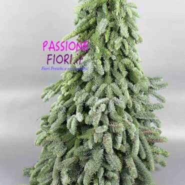 Albero Abete Normandiano Nobilis 50cm