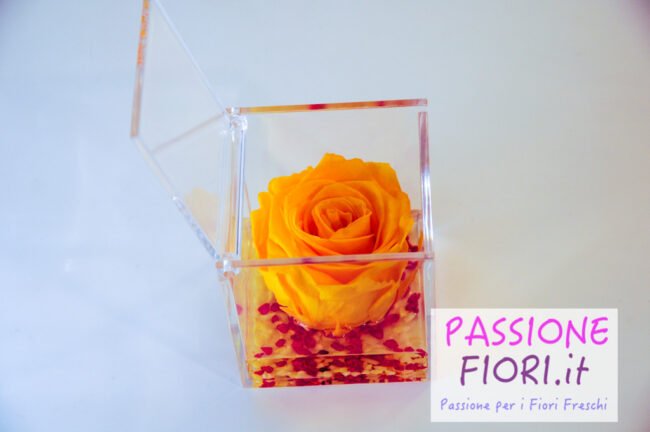 Cubo plexiglass Rosa stabilizzata Gialla 8x8x8 - immagine 6