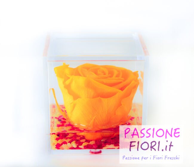Cubo plexiglass Rosa stabilizzata Gialla 8x8x8