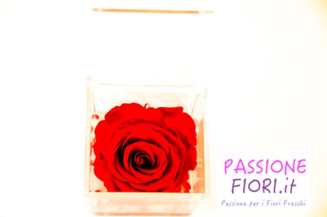 Cubo Trasparente Rosa stabilizzata Arancione 8x8x8 - immagine 5