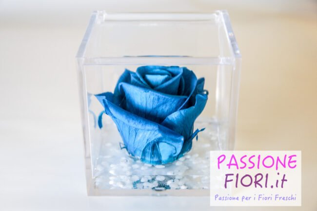 Cubo plexiglass Rosa stabilizzata Azzurra 8x8