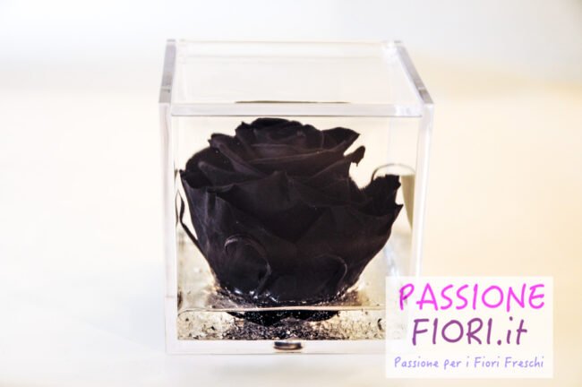 Cubo plexiglass Rosa stabilizzata Nera 8x8x8