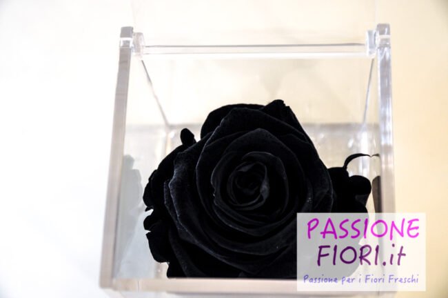 Cubo plexiglass Rosa stabilizzata Nera 8x8x8 - immagine 3