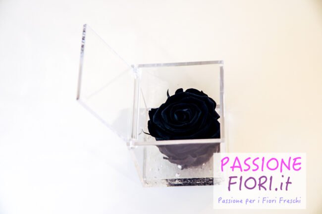 Cubo plexiglass Rosa stabilizzata Nera 8x8x8 - immagine 4