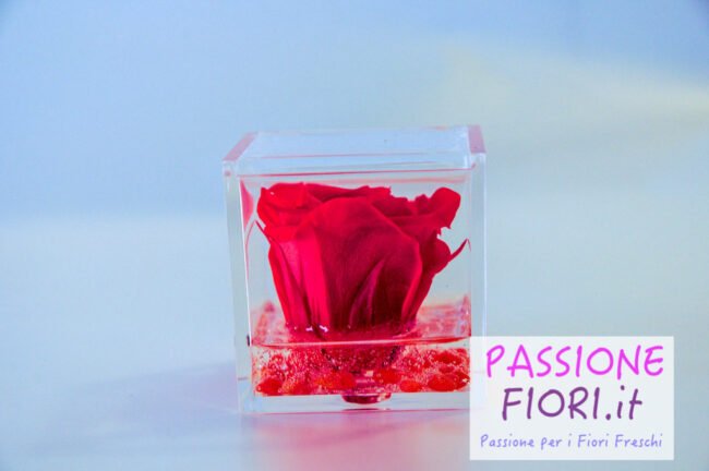 Cubo plexiglass Rosa stabilizzata Arancione 5x5x5