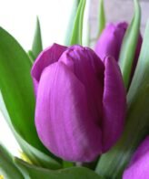 Semi Da Piantare Regalo 100 X Tulipani Misti - Bulbi Di Alta Qualità (100 Bulbi Di Tulipano