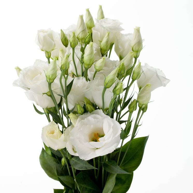 Lisianthus bianco 60cm | PassioneFiori.it Fiori freschi a casa Tua!