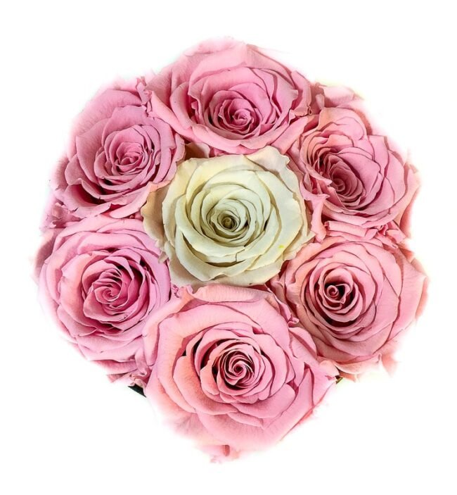 Scatola Tonda, Cilindro in Velluto 7 Rose stabilizzate Rosa e Bianco