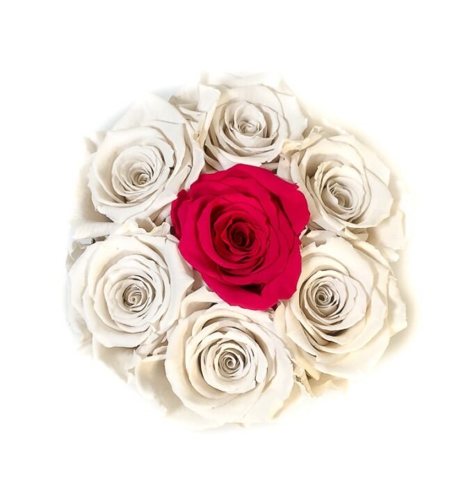 Scatola Tonda, Cilindro in Velluto 7 Rose stabilizzate Bianco e fucsia
