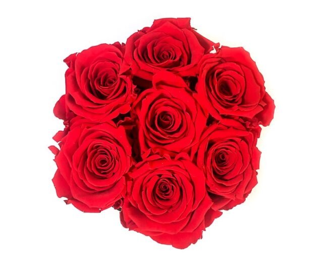 Scatola Tonda, Cilindro in Velluto 7 Rose stabilizzate Rossa
